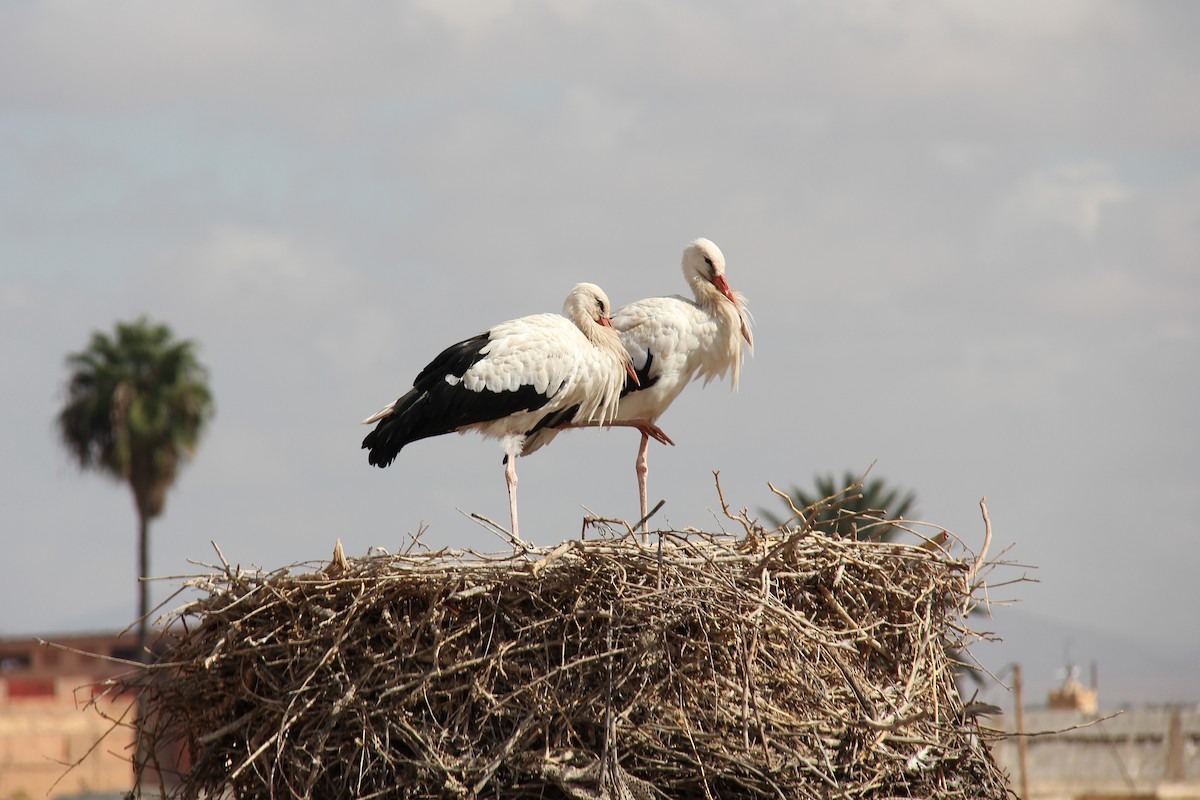 White Stork - Piet Grasmaijer