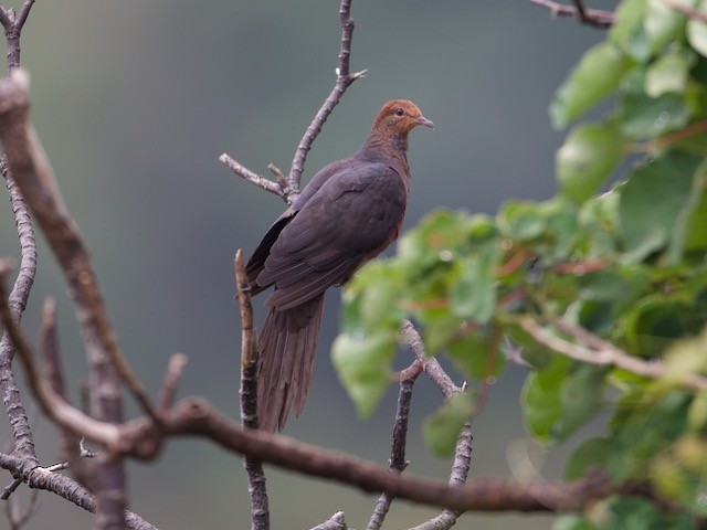 Philippine Cuckoo-Dove - ML74197811