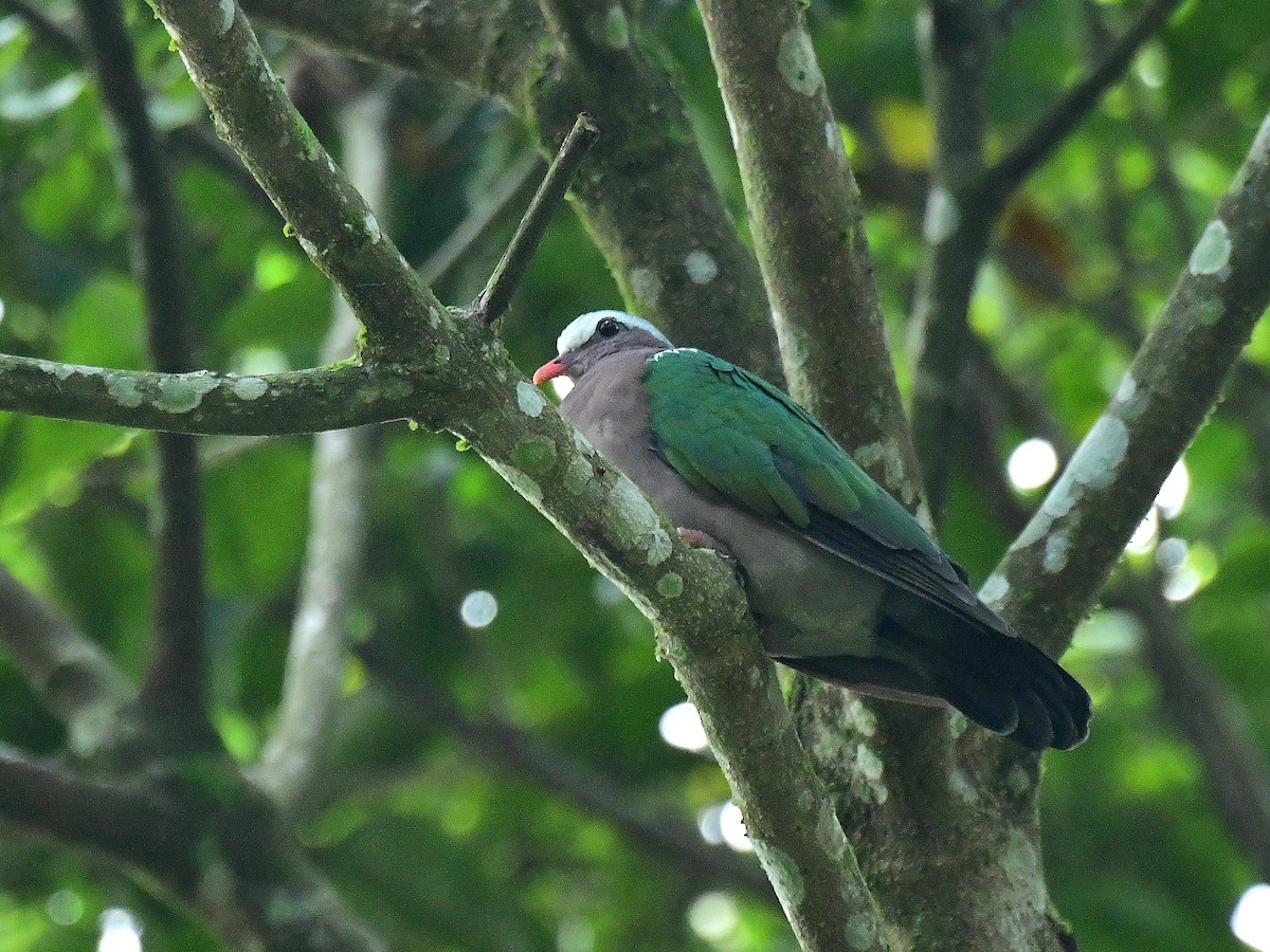 Asian Emerald Dove - Anoop CR