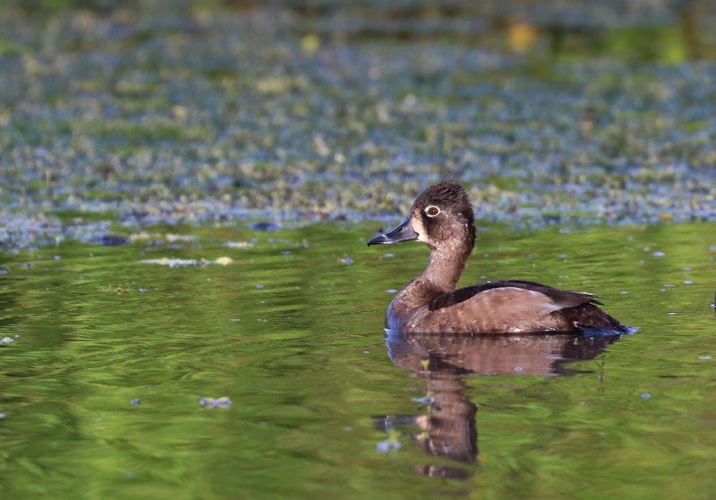 Ring-necked Duck - Anthony Levesque