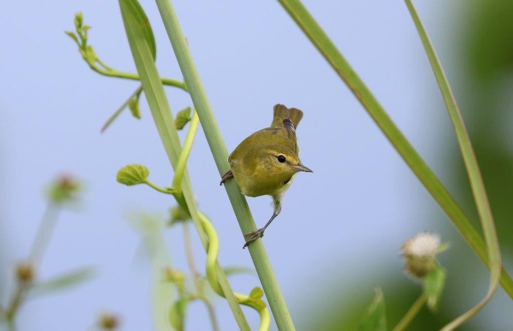 Tennessee Warbler - Anthony Levesque