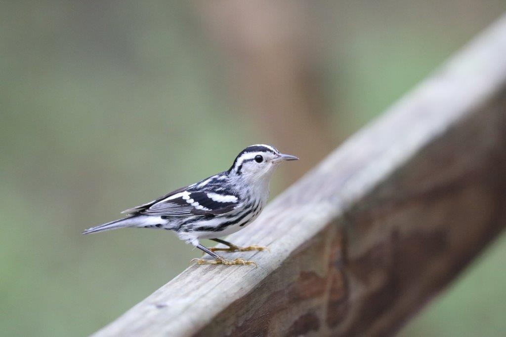 Black-and-white Warbler - Anthony Levesque