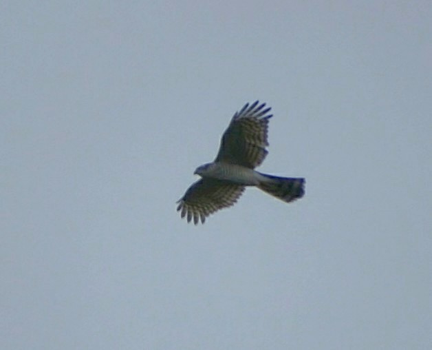 Eurasian Sparrowhawk - ML74203331
