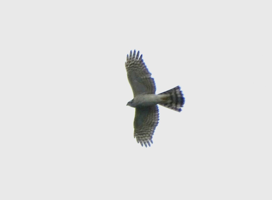 Eurasian Sparrowhawk - ML74203401