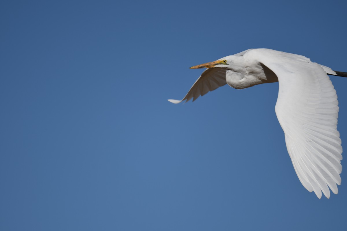 Great Egret (African) - Guillem Izquierdo