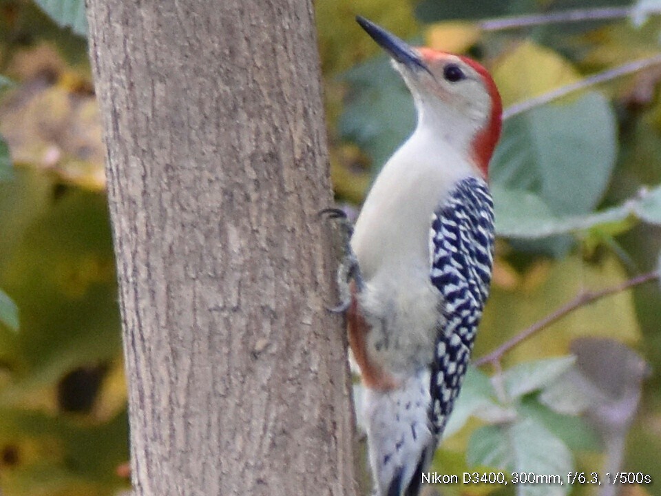 Red-bellied Woodpecker - Kathy Mcallister