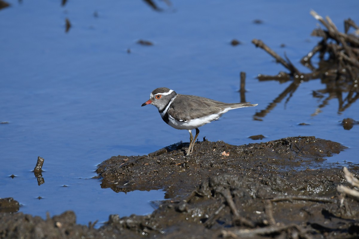 Three-banded Plover - ML74207801