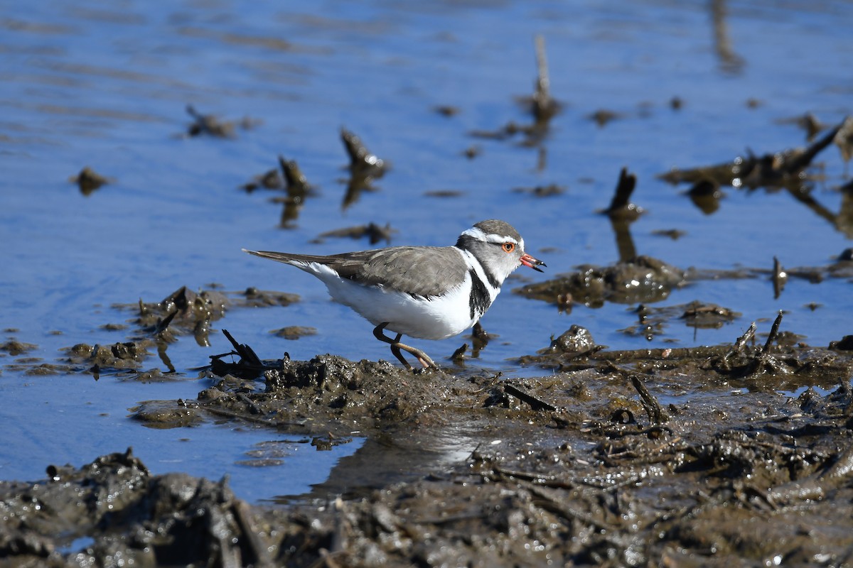 Three-banded Plover - ML74207811