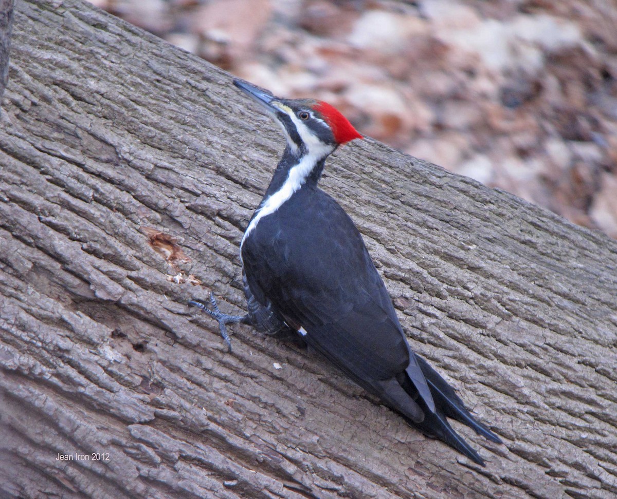 Pileated Woodpecker - Jean Iron