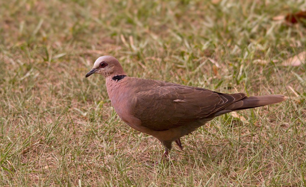 Red-eyed Dove - ML74208731