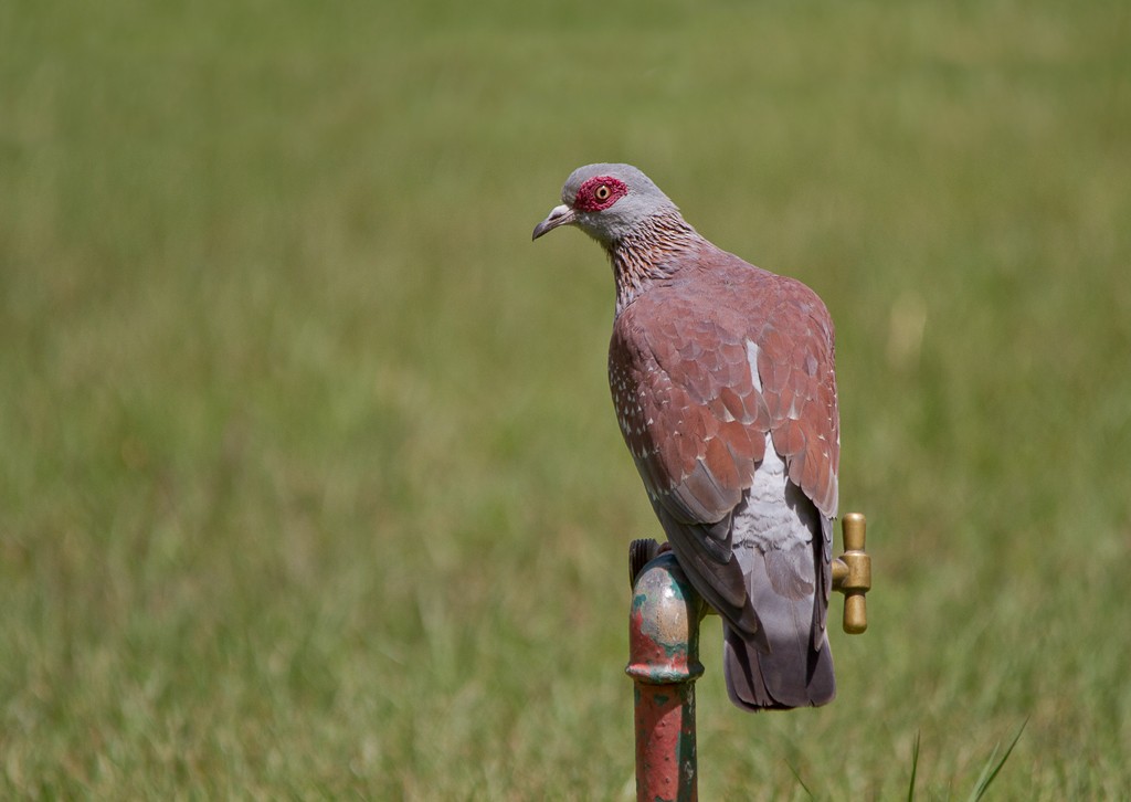 Speckled Pigeon - ML74208821