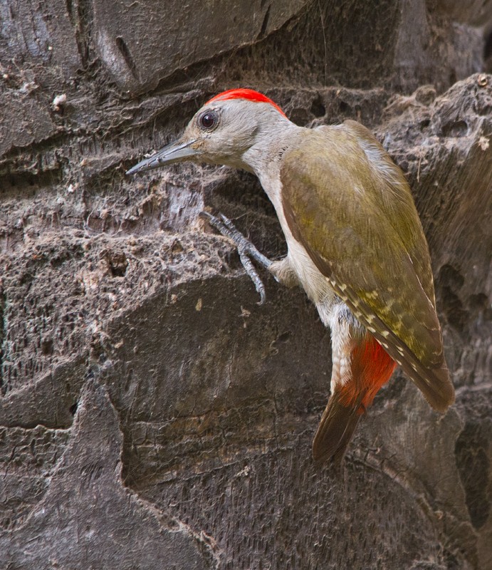 African Gray Woodpecker - ML74209021