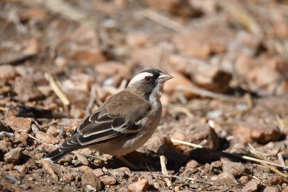 White-browed Sparrow-Weaver - ML74209361