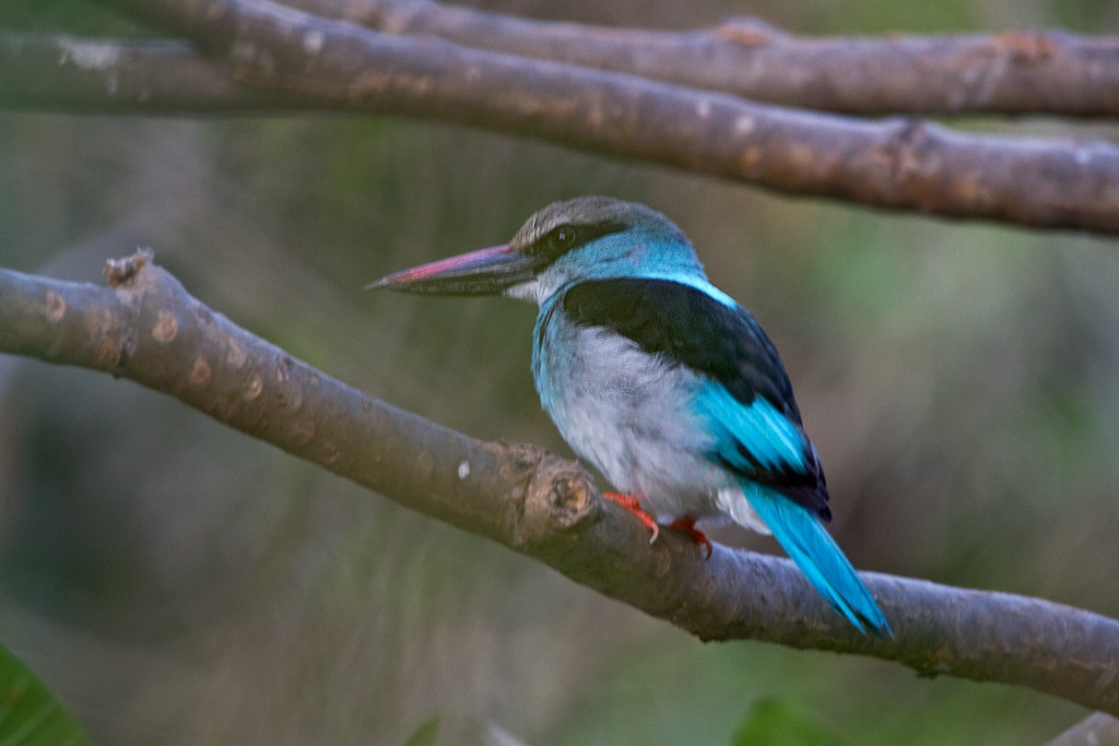 Blue-breasted Kingfisher - ML74209821