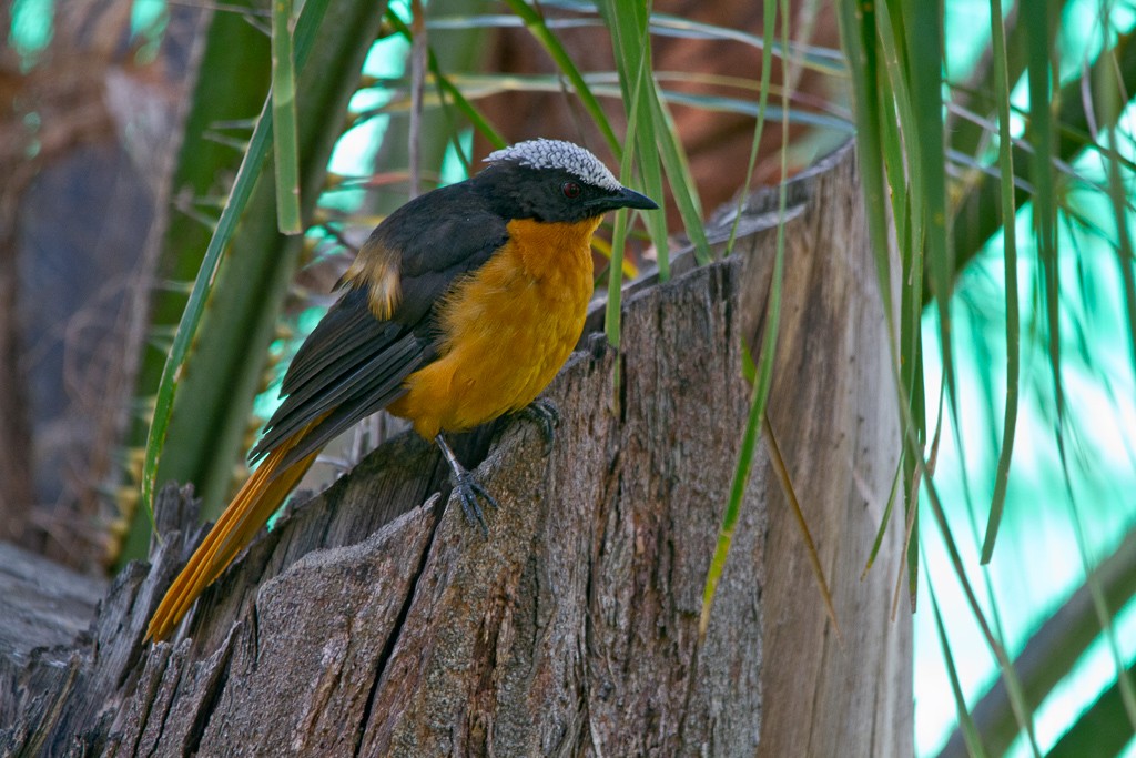 White-crowned Robin-Chat - ML74210731
