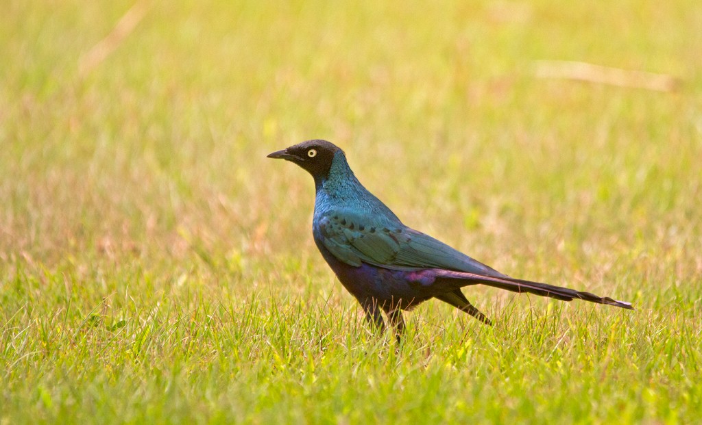 Long-tailed Glossy Starling - ML74210981
