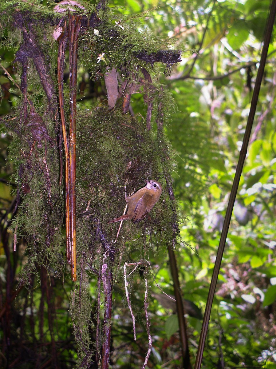 White-browed Spinetail - ML74213291