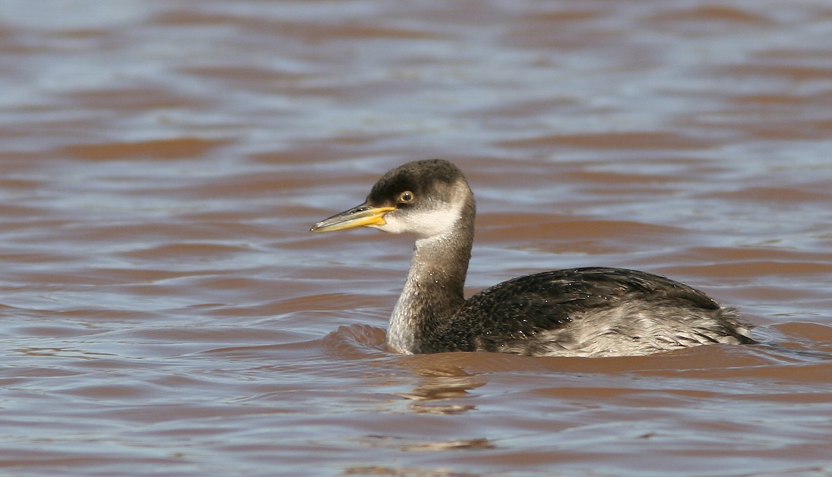 Red-necked Grebe - Scotty Lofland
