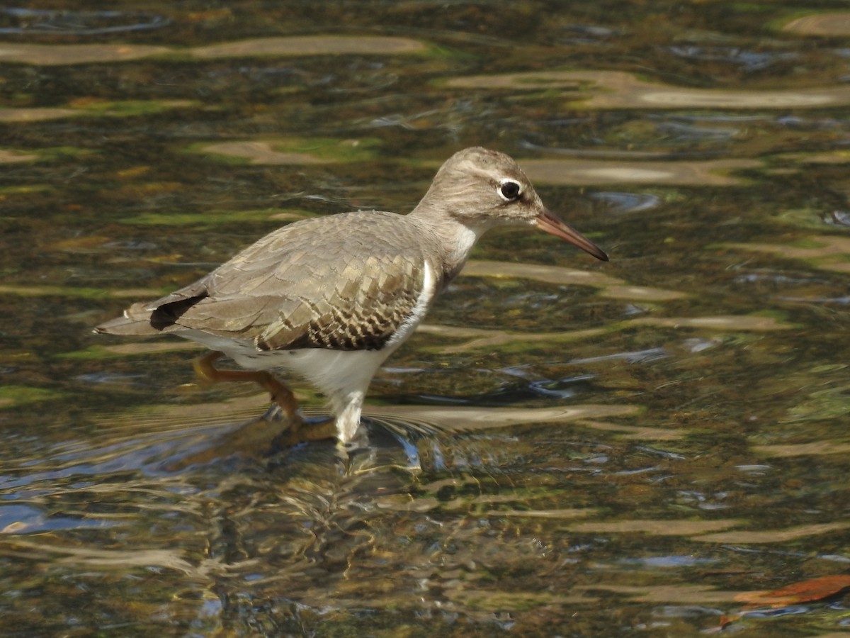 Spotted Sandpiper - John and Milena Beer