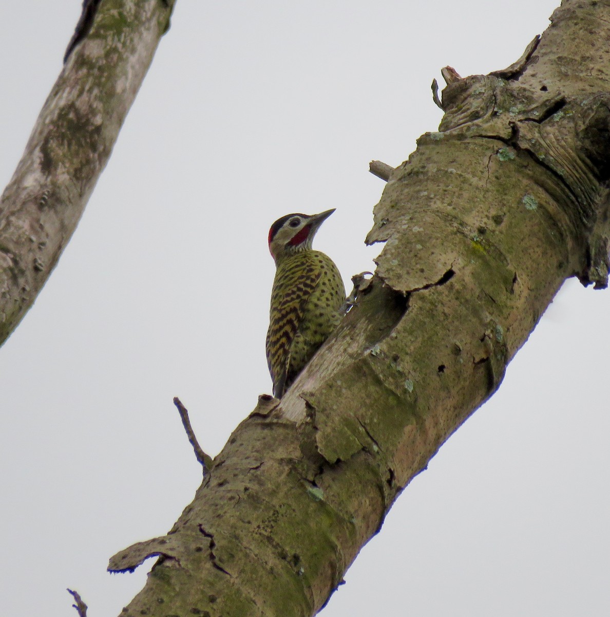 Green-barred Woodpecker - João Menezes