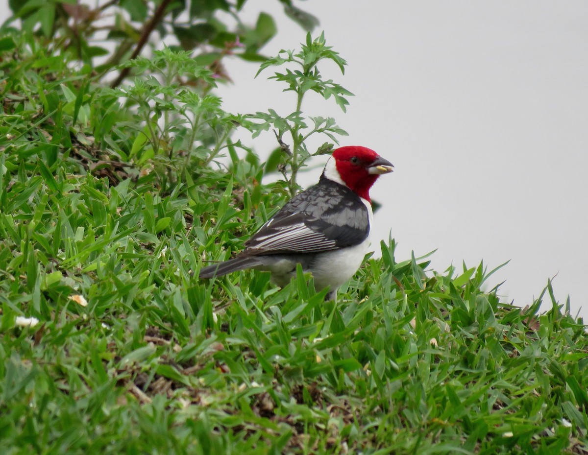 Red-cowled Cardinal - ML74216891