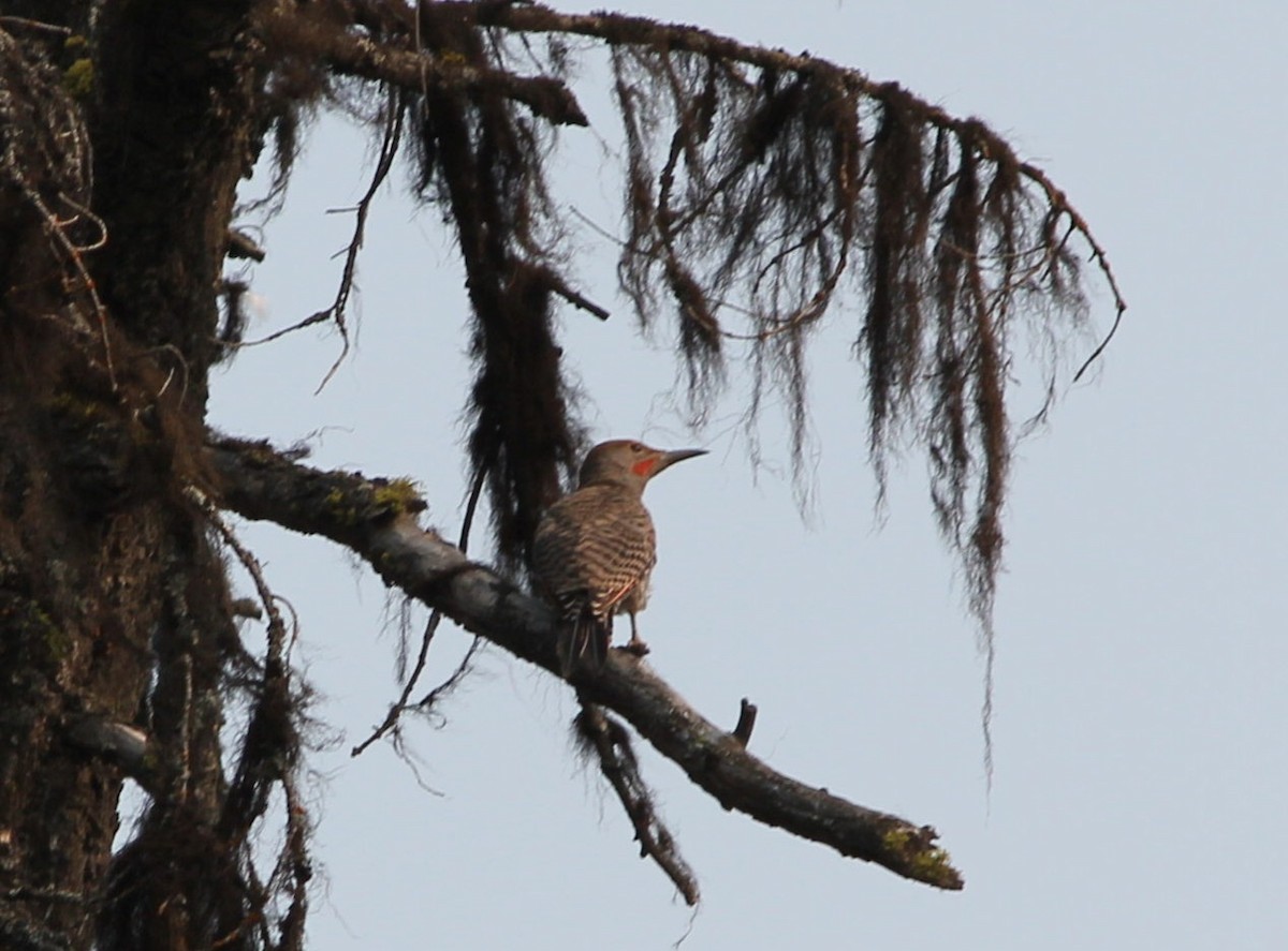 Northern Flicker (Red-shafted) - ML74220041