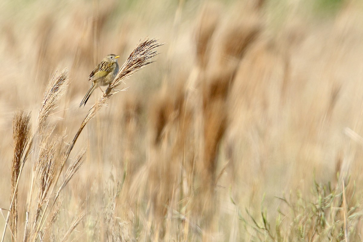 Lesser Grass-Finch - Martjan Lammertink