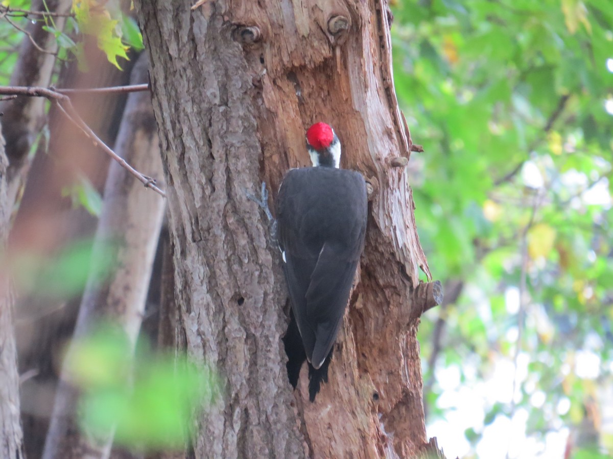 Pileated Woodpecker - Greg Hanisek
