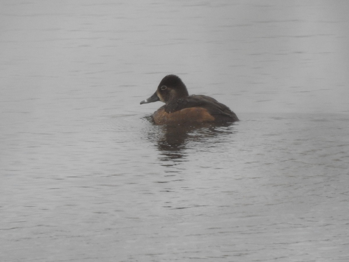 Ring-necked Duck - ML74221881