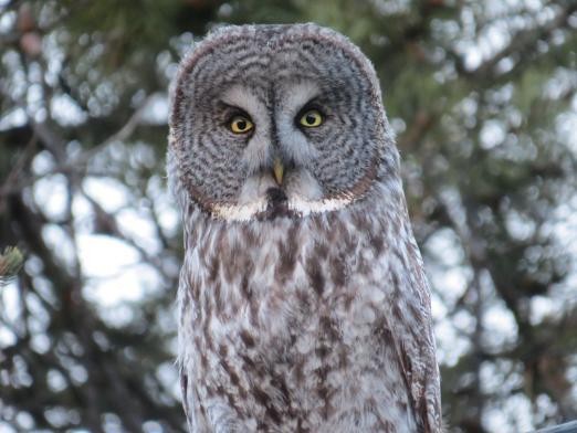 Great Gray Owl - The Rowes