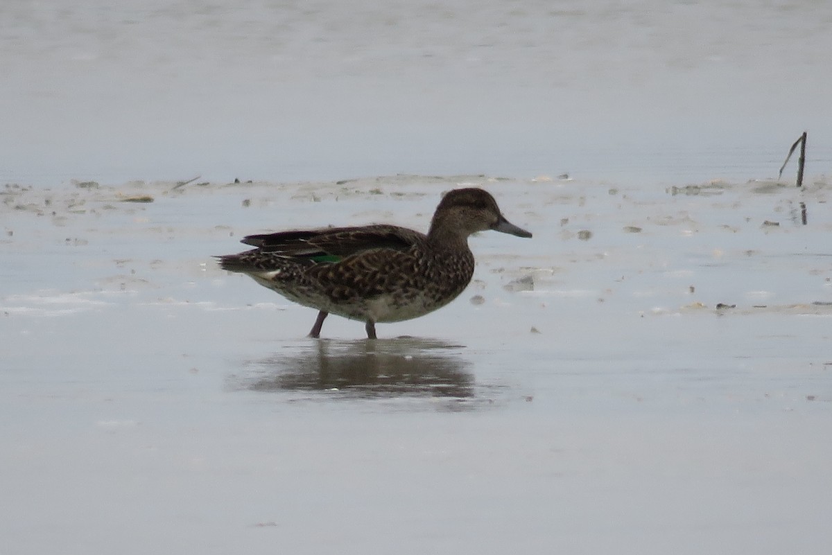 Green-winged Teal - ML74226871