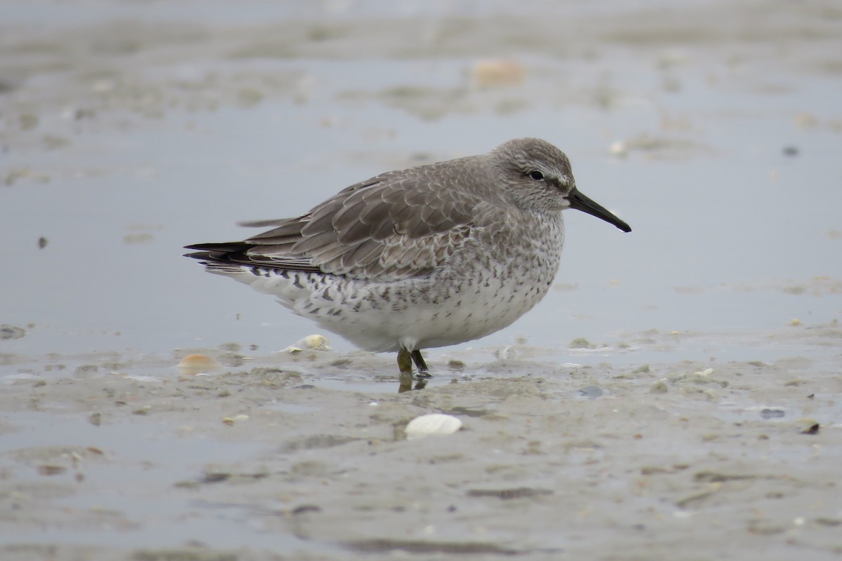 Red Knot - ML74227501