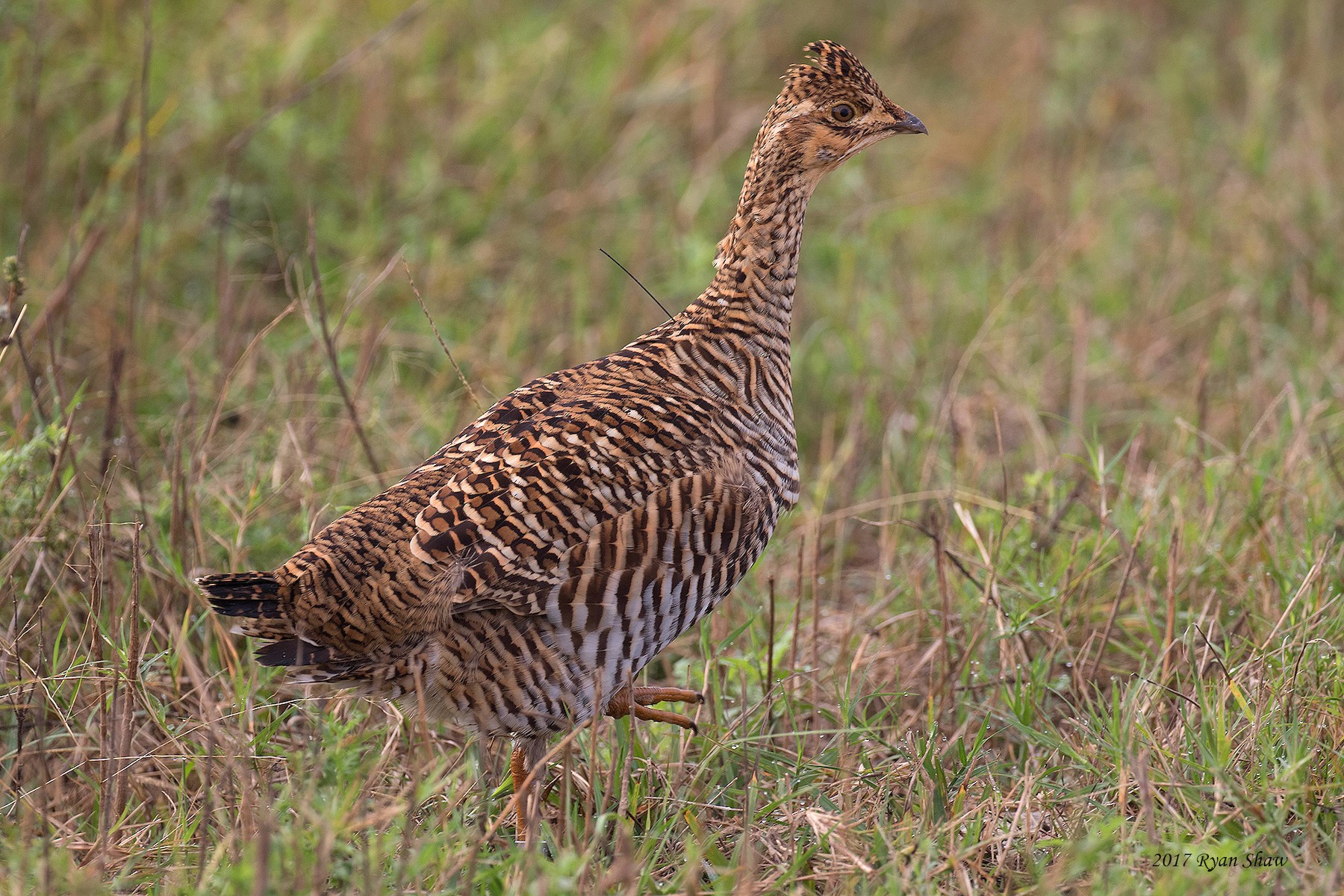 Greater Prairie-Chicken (Attwater's) - Ryan Shaw