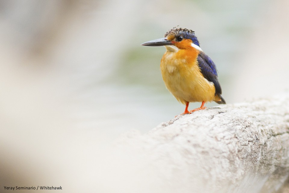 Malagasy Kingfisher - ML74229361