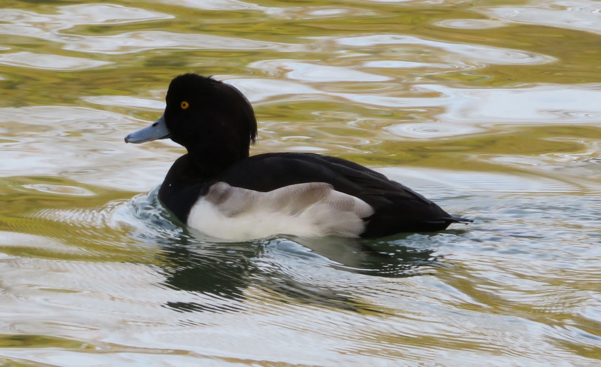 Tufted Duck - ML74229831