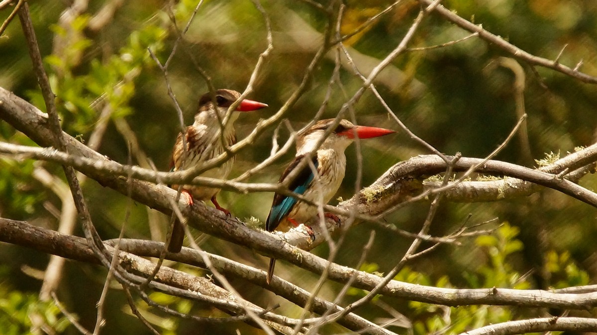Brown-hooded Kingfisher - Adrian Melck