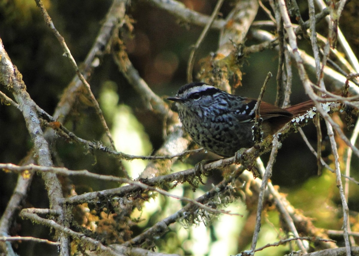 Rufous-tailed Antbird - ML74233181
