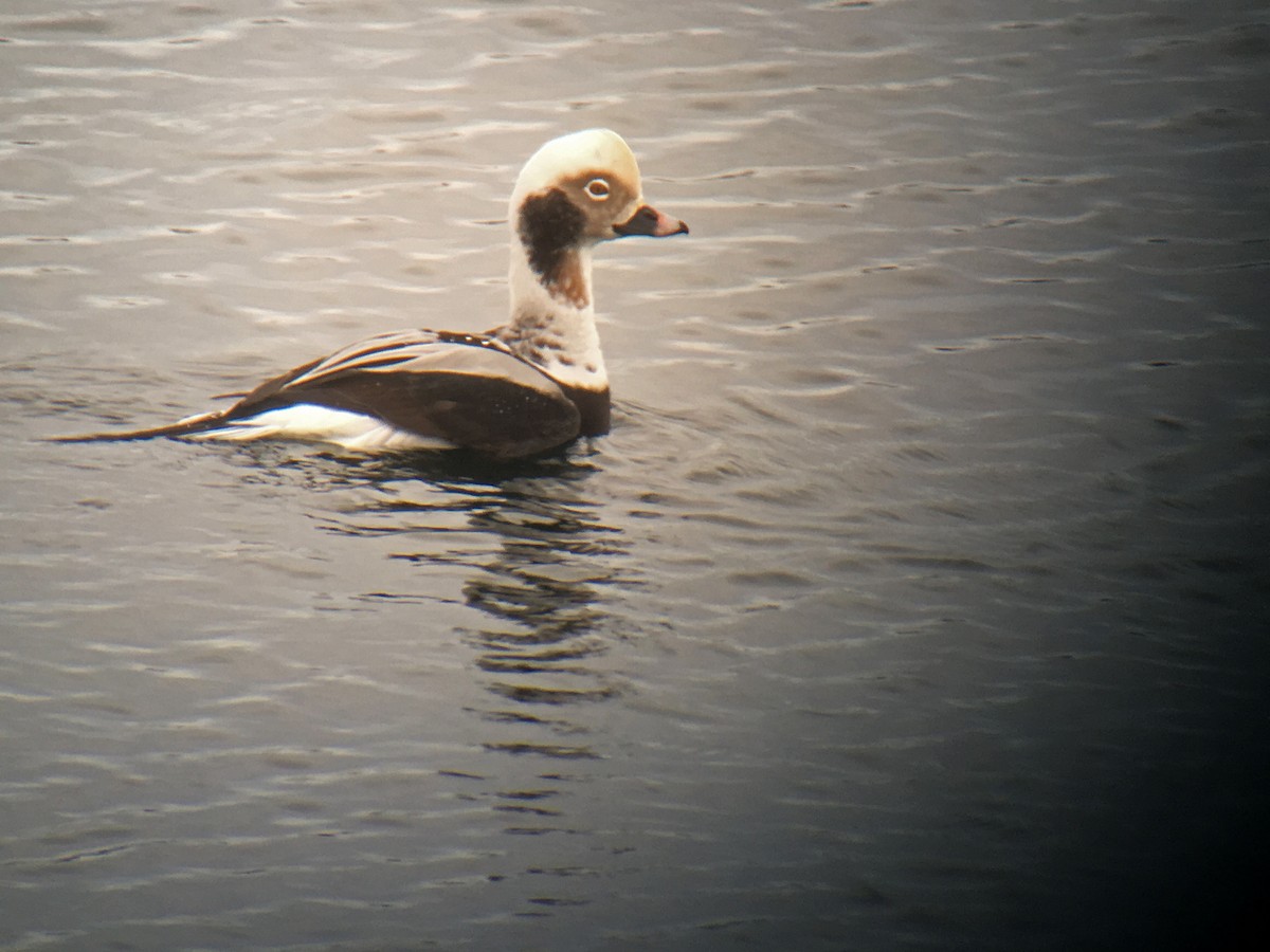 Long-tailed Duck - Larry Therrien