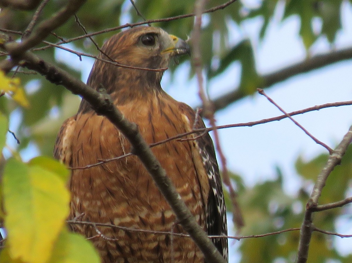 Red-shouldered Hawk - michele ramsey