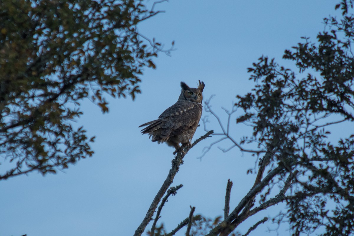 Great Horned Owl - ML74240231