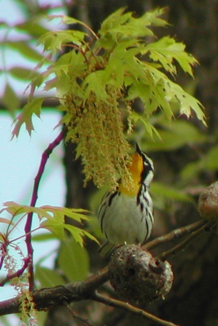 Yellow-throated Warbler - Willie D'Anna