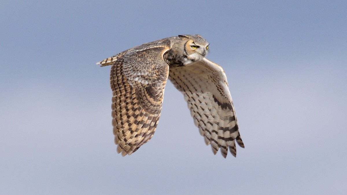 Great Horned Owl - ML74245081
