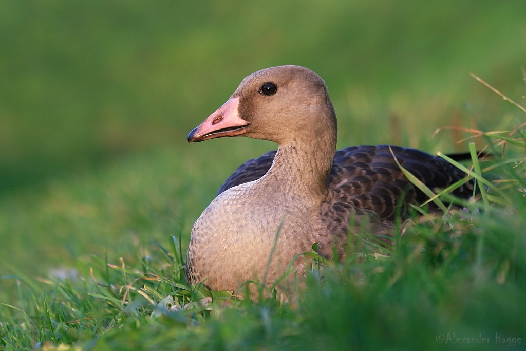 Greater White-fronted Goose - Alexander Hagge