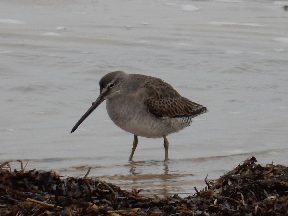Long-billed Dowitcher - ML74245521
