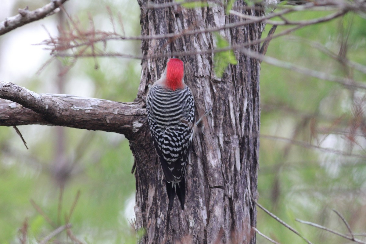 Red-bellied Woodpecker - Hugh Whelan