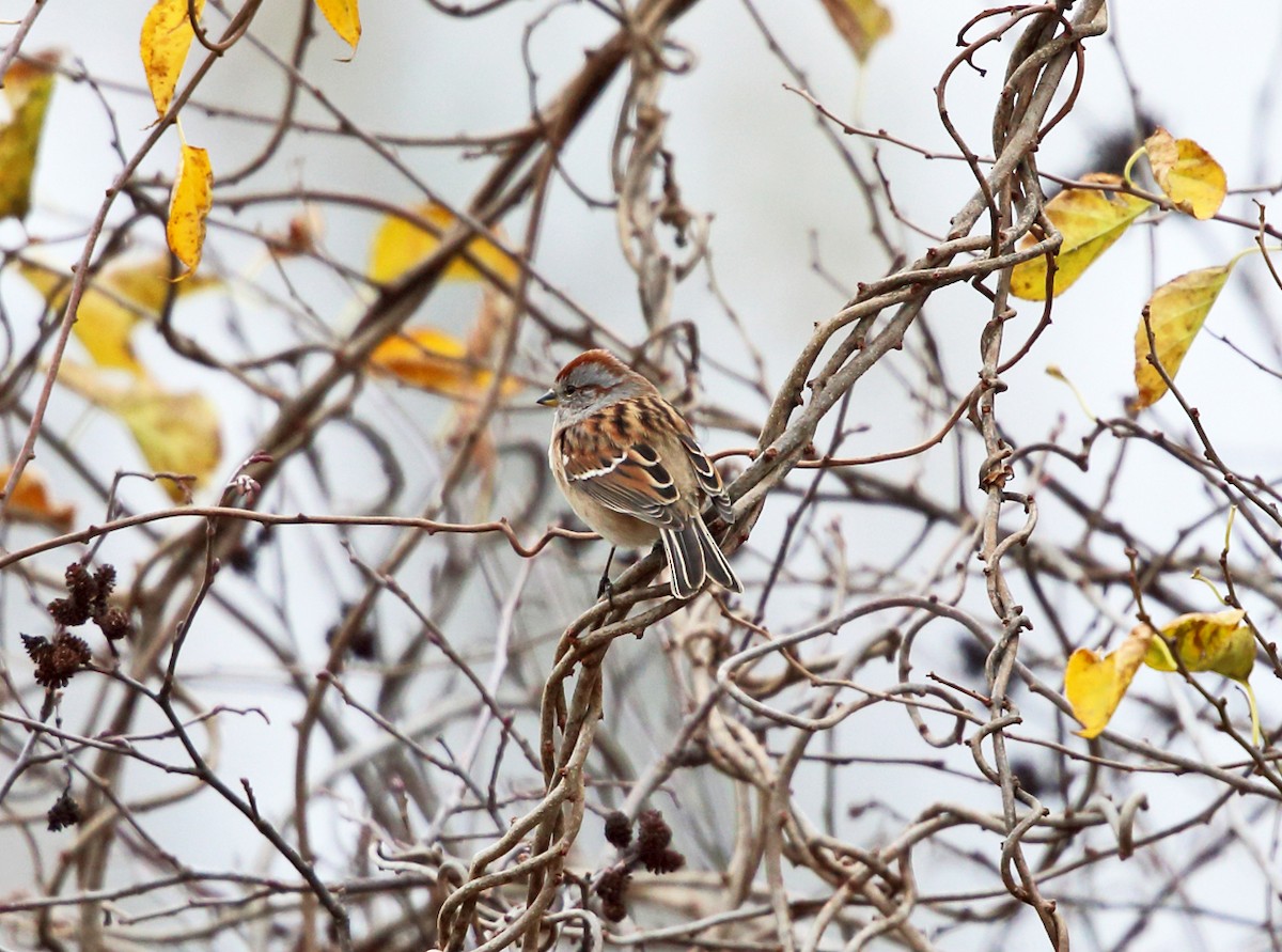 American Tree Sparrow - Tom Murray