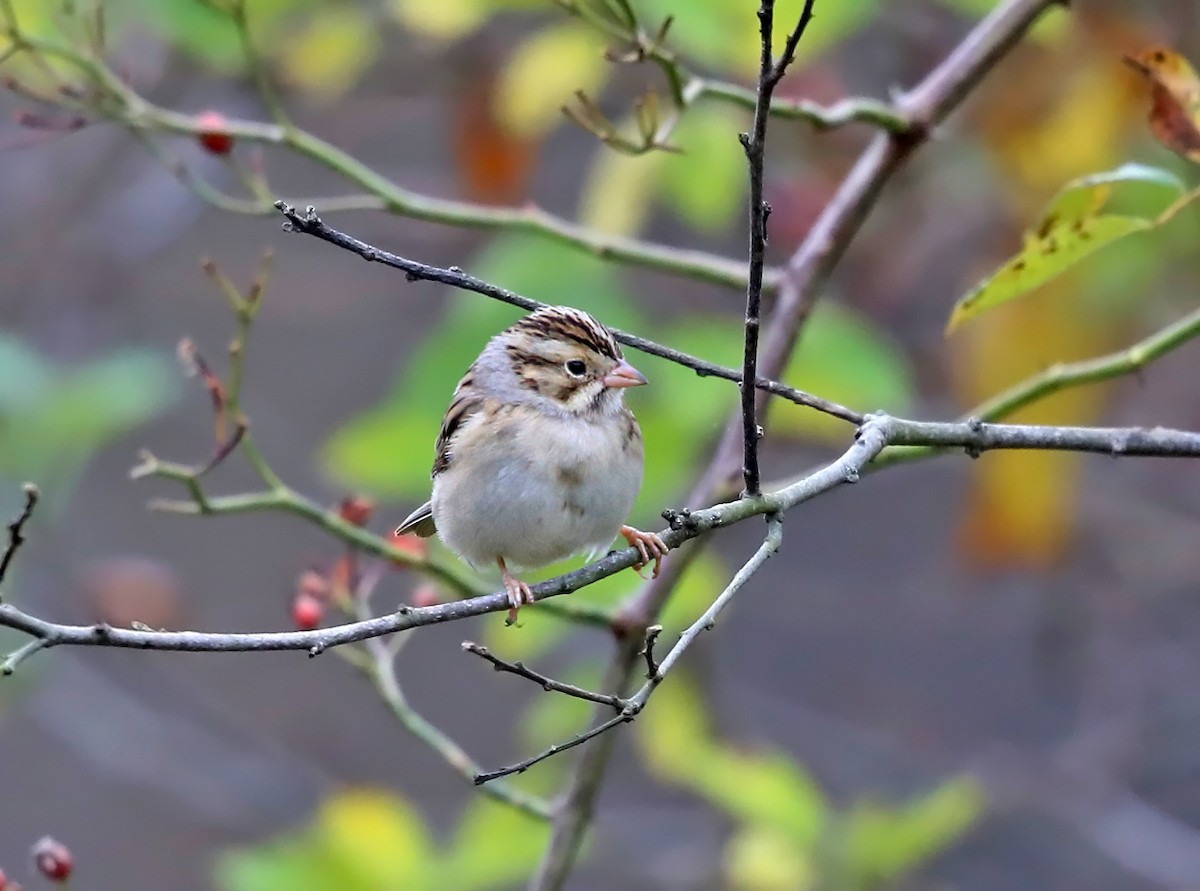Clay-colored Sparrow - ML74249751