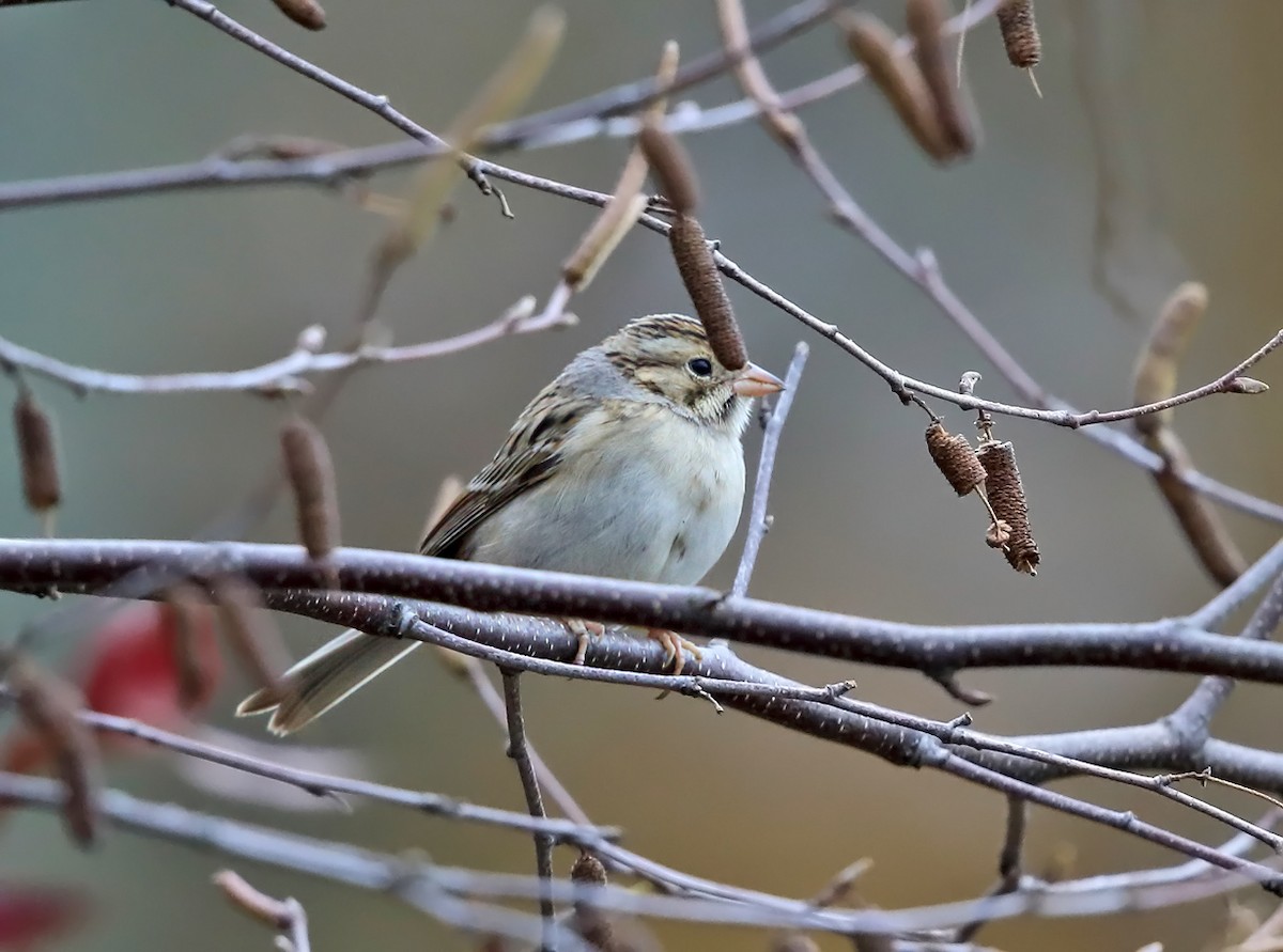 Clay-colored Sparrow - ML74249791