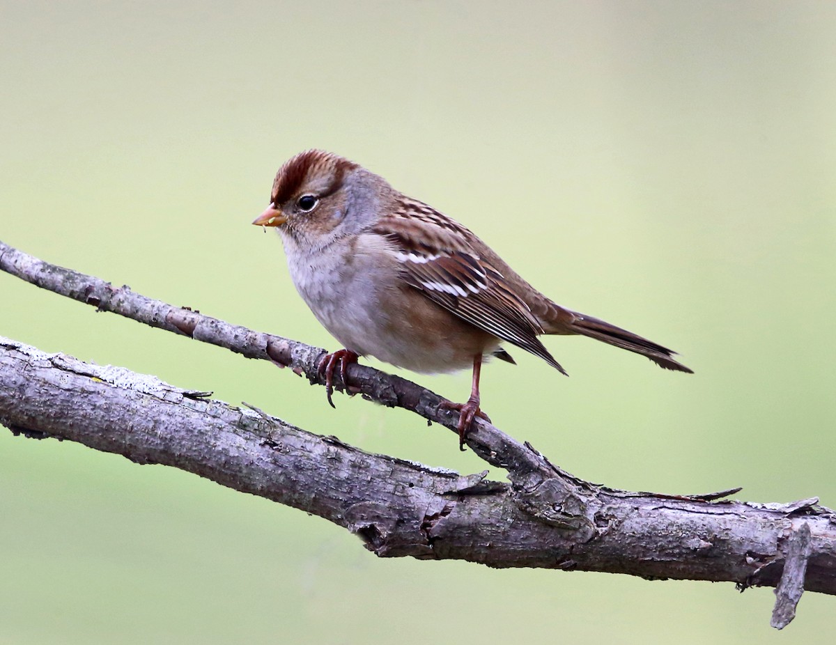 White-crowned Sparrow - ML74249881