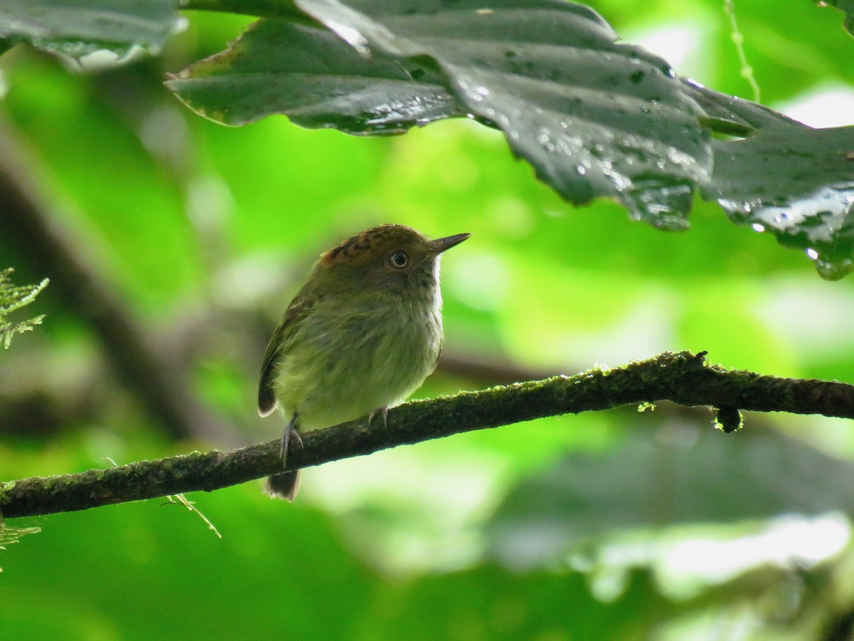 Scale-crested Pygmy-Tyrant - ML74252511